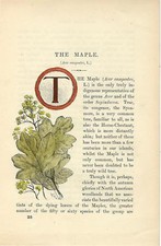 Stampa antica CAPOLETTERA T e