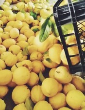10 Kg Limone Femminello Del