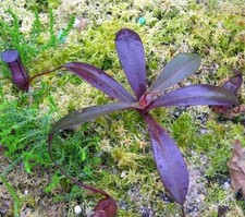 5 SEMI DI Nepenthes alba "Rarissima" -SPEDIZIONE GRATUITA "