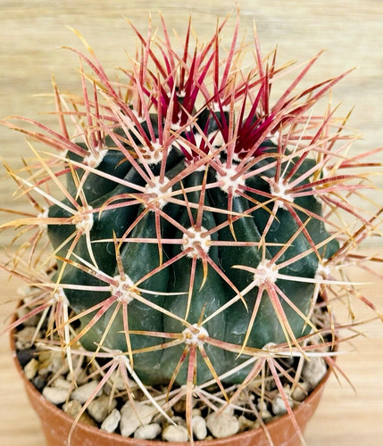 Ferocactus gracilis pot 8 - gracilis,