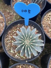 Pianta succulenta di Cactus Geohintonia mexicana casa giardino seminata coltivata WYSIWYG 5