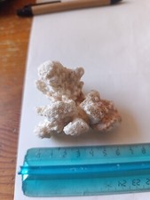 Corallo del mar Rosso.