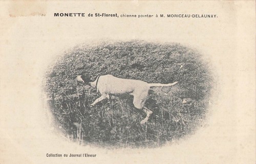 Saint florent monette - florent, chienne