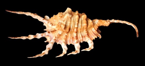 Bellissimo colore lambis - bellissimo,