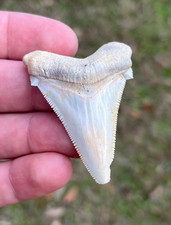 Dente di squalo fossile