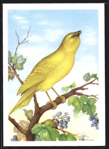 Cartolina canarino giallo - un,
