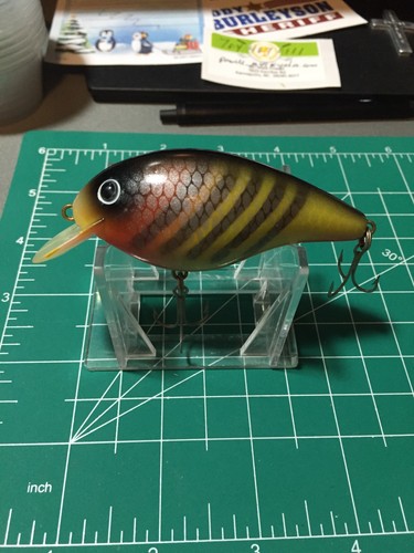 Esca guppy incinta fiume - incinta,