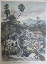 kolorierter Holzstich Zebras