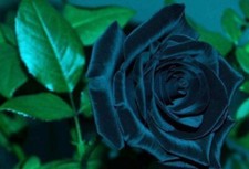 70 SEMI DI ROSA BLU NOTTE