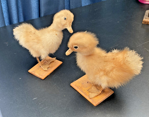 Canetons taxidermie - taxidermie,