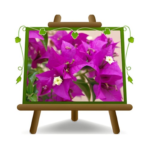Bougainville sanderiana - bougainville, a