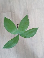 Ceratozamia miqueliana, 1