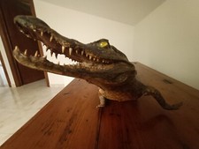 Coccodrillo caimano - coccodrillo,