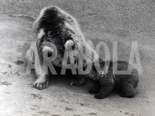 Foto vintage La mamma orsa gioca a naso naso col suo cucciolo, stampa 21x15cm