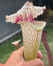 Pianta Carnivora Sarracenia
