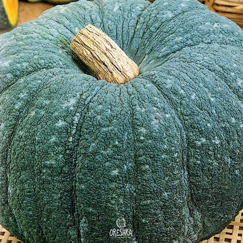 Marble pumpkin pcs fresh - marble,