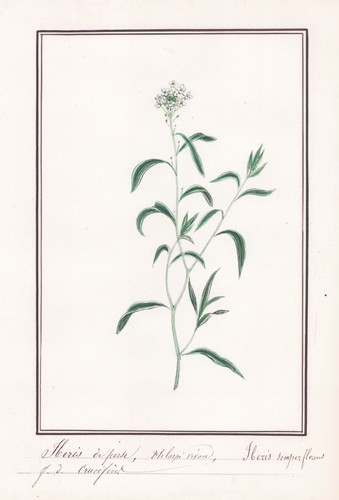 Iberis semperflorens fiore - iberis,
