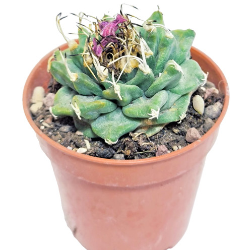 Turbinicarpus alonsoi 5 - turbinicarpus,