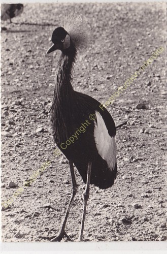 Rppc foto uccello bird - bird, pájaro