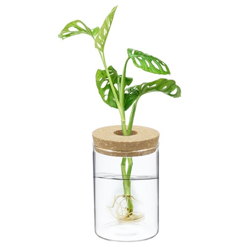 Confezione fioriera terrario - 1,