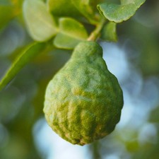 PIANTA DI BERGAMOTTO in