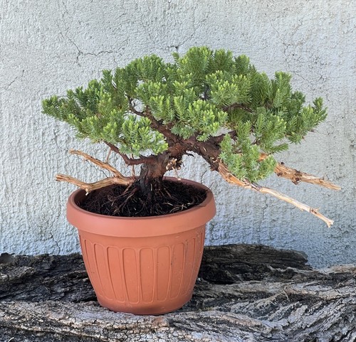 Bonsai ginepro - bonsai,
