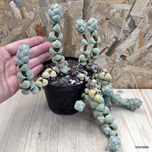 Crassula plegmatoides vaso - crassula,