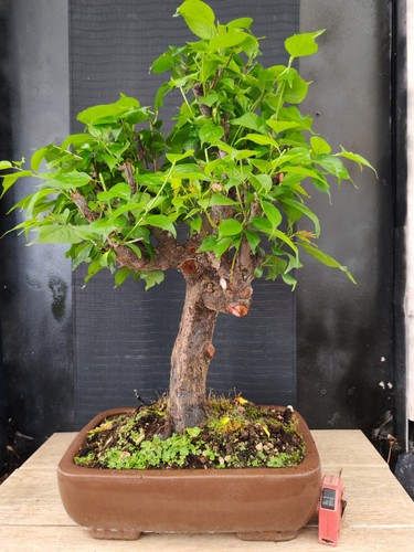 Bonsai prunus mume 74 - bonsai,