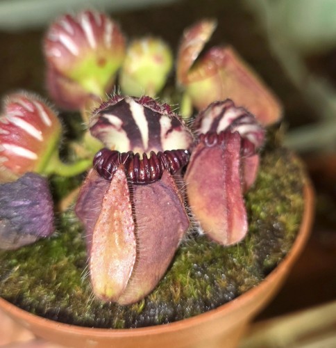 Cephalotus folliculari - cephalotus,