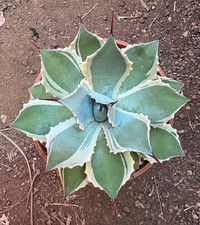 AGAVE POTATORUM 'BLUE WINDS' -