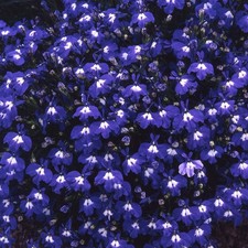 50 SEMI di LOBELIA Nana