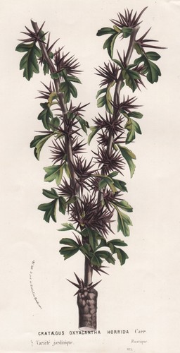 Biancospino crataegus fiore - biancospino,
