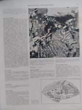 L' ENCICLOPEDIA DELLA TERRA - 2 VOLUMI - MINERALI ROCCE FOSSILI - MOTTA 1968