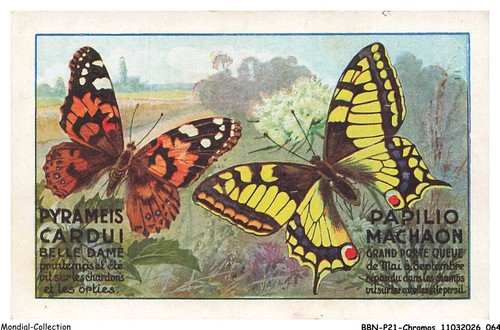 Bbnp21 1399 chromos pyrameis - bbnp21-1399-chromos,