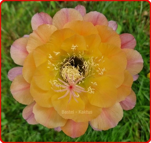 Trichocereus-Echinopsis-Ibrido