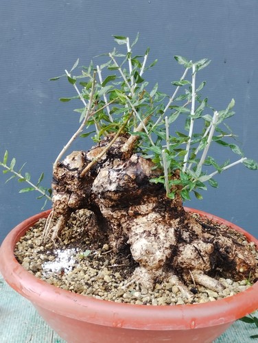 Bonsai olivastro 30x30cm - olivastro,