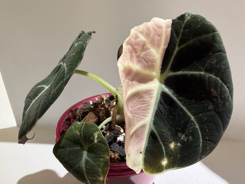 Alocasia pink black velvet - alocasia,