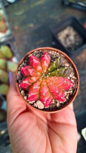 Gymnocalycium thai variegata