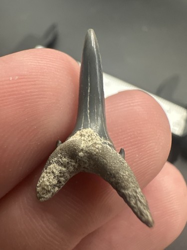 Raro splendido dente - raro,