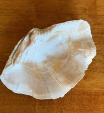 Conchiglia naturale vintage