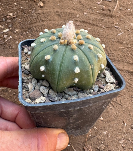 Astrophytum asterias nudum - asterias,