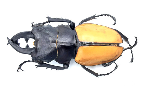 Lucanidae odontolabis mouhoti - lucanidae,,