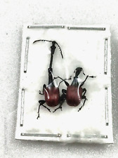 Trachelophorus giraffa, 2