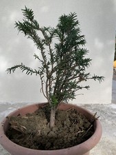 Pre-bonsai Tasso Baccata