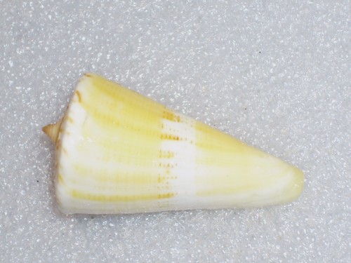 Conus voluminalis special - voluminalis,