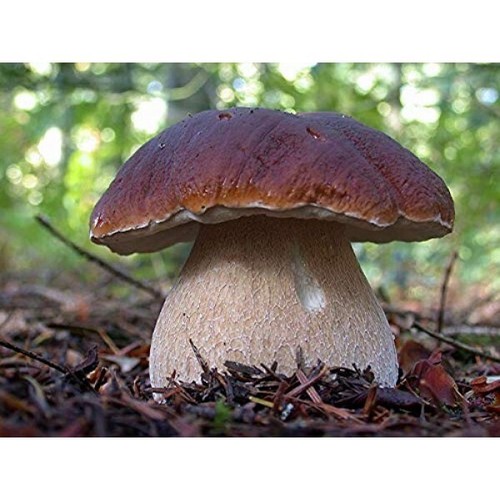 Semi porcini fungo - king, bolete