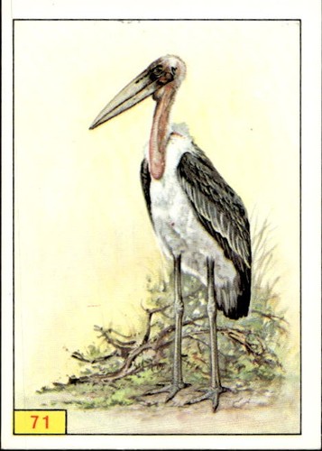 Figurina uccelli panini - figurina, ed.panini