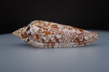70 - Conus Bengalensis