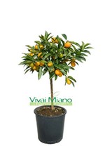 Pianta kumquat mandarino - pianta,