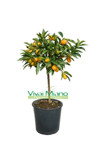 Pianta kumquat mandarino - -,